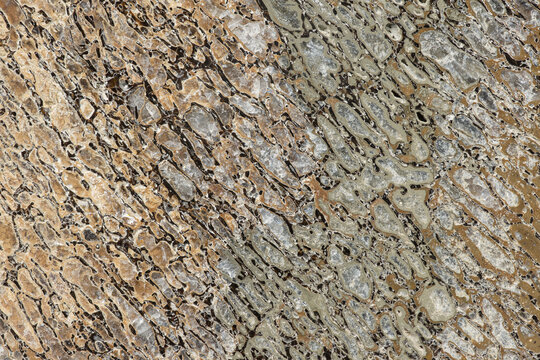 Closeup of fossilized dinosaur bone