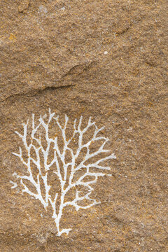 Cseup bryozoan fossil patterns