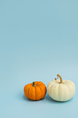 Beautiful decorative pumpkins on light blue background. Autumn fall season concept