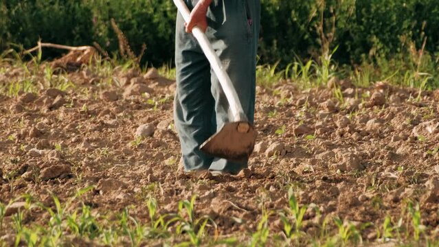 Farmer working in the field with a hoe. Close-up of a hoe plowing the ground. Agriculture concept. Greening environment, ecology