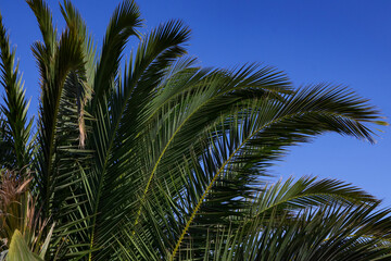 Palm tree on the beach in the town of Omis