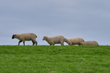 Naklejka na ściany i meble One two three four sheeps on the dike