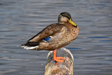 A duck is standing on a tree at the edge of a pond