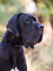 Great Dane dog walking outdoor