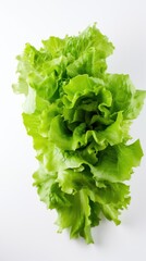 Farm-to-Table Delights: Fresh Lettuce Creations