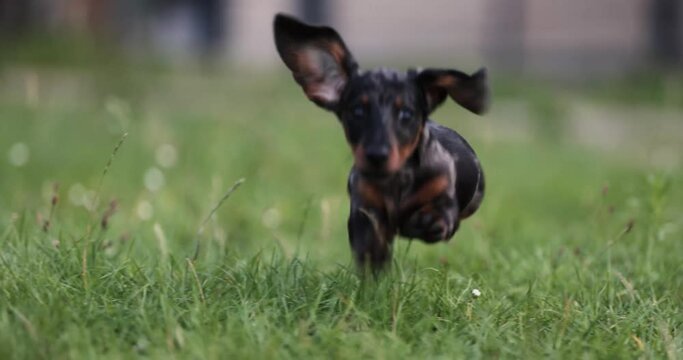Small baby puppy dachshund dog running around, towards camera and playing with owner in grass. Beautifull color and eyes.