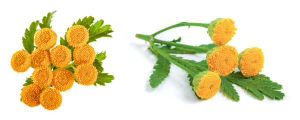 tansy with leaf isolated on a white background. Top view. Medical herb