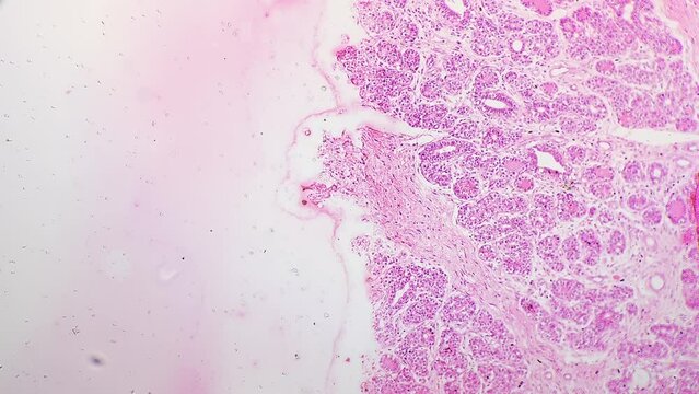 Tissue of human bronchiolus filmed under microscope with 40x magnification against bright field background. Studying anatomy of people in biological laboratory. Diseases of the respiratory system