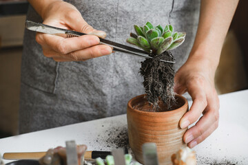 Repotting plant concept. Woman hands repotting succulent house plant Echeveria. Plant roots in soil...