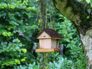regular bird feeding in summer
