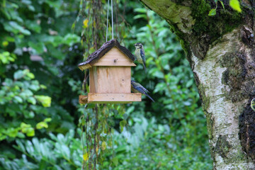 regular bird feeding in summer