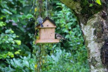 regular bird feeding in summer