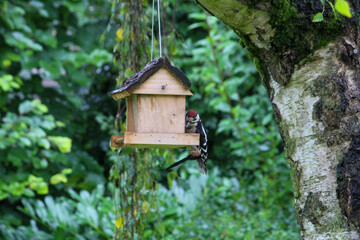 regular bird feeding in summer