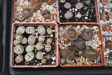 Lithops. Succulent plants in pots in the store. Florist small business, vertical garden in the city. Life stones cactuses on shelfs. ice plant family, Aizoaceae