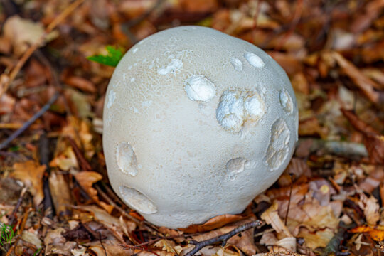 White giant puffball fungus Calvatia gigantea growing in forest