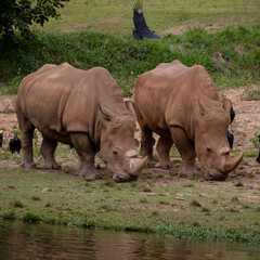 Rinocerontes zoo