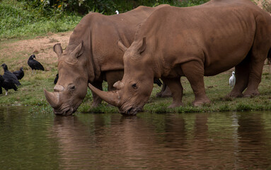 Obraz premium Rinocerontes zoo