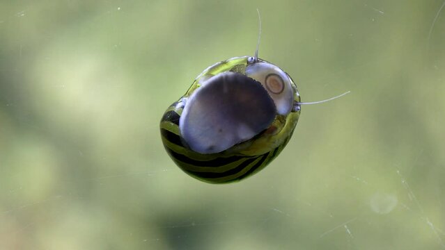 Nerite Snail clearing Algae In an aquarium