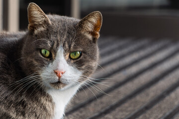 A gray stray cat with green eyes and a stern look. Isolated Close up animal portrait