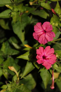 Don Diego de Noche de vivos colores, fuxia, rosa y amarillo, brillando