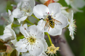 Large honey bee collects honey from white flowers in spring. Detailed wing view.