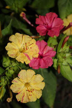 Don Diego de Noche de vivos colores, fuxia, rosa y amarillo, brillando