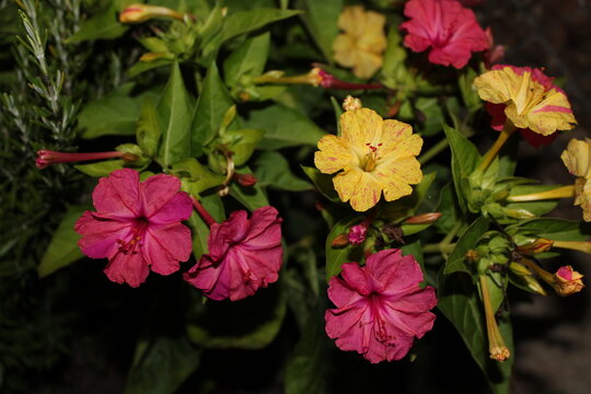 Don Diego De Noche De Vivos Colores, Fuxia, Rosa Y Amarillo, Brillando