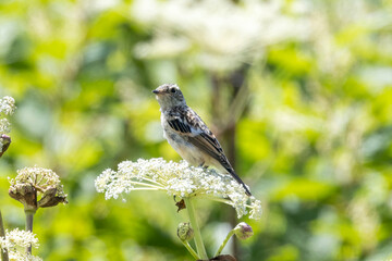 シシウドにとまるノビタキ幼鳥