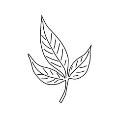 Doodle leaves. Greenery element doodle coloring page illustration