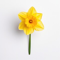 Daffodil on a plain white background - isolated stock pictures Lavender_on_a_plain_white_background - isolated stock pictures
