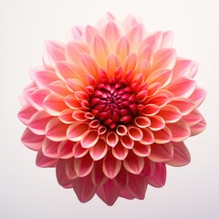 Fototapeta premium Dahlia on a plain white background - isolated stock pictures Lavender_on_a_plain_white_background - isolated stock pictures