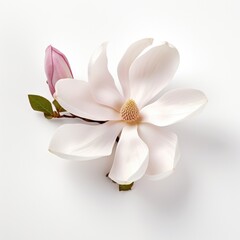 Magnolia on a plain white background - isolated stock pictures Lavender_on_a_plain_white_background - isolated stock pictures