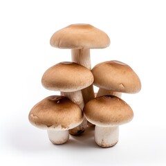 Mushrooms on a plain white background - isolated stock pictures Lavender_on_a_plain_white_background - isolated stock pictures