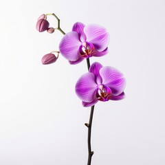 Fototapeta na wymiar Orchid on a plain white background - isolated stock pictures Lavender_on_a_plain_white_background - isolated stock pictures