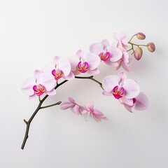 Orchid on a plain white background - isolated stock pictures Lavender_on_a_plain_white_background - isolated stock pictures