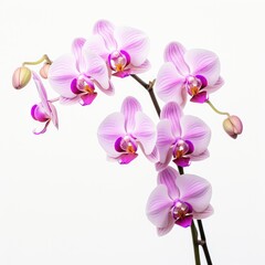 Fototapeta na wymiar Orchid on a plain white background - isolated stock pictures Lavender_on_a_plain_white_background - isolated stock pictures