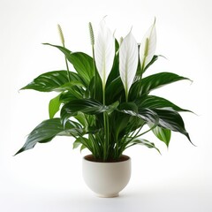 Peace Lily on a plain white background - isolated stock pictures Lavender_on_a_plain_white_background - isolated stock pictures