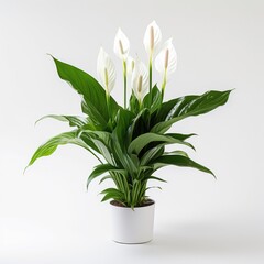 Peace Lily on a plain white background - isolated stock pictures Lavender_on_a_plain_white_background - isolated stock pictures