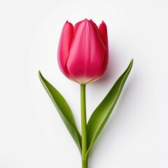 Obraz premium Tulip on a plain white background - isolated stock pictures Lavender_on_a_plain_white_background - isolated stock pictures