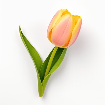 Tulip on a plain white background - isolated stock pictures Lavender_on_a_plain_white_background - isolated stock pictures