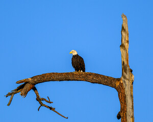 Photograph of a Bald Eagle.