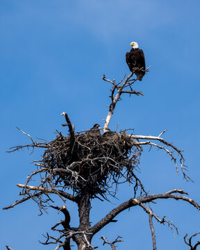 Photograph of a Bald Eagle with a chick in the nest