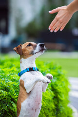 Dog breed jack russell terrier in a collar, obedience in the park