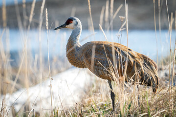 Sandhill Crane in Alaska