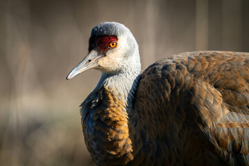 Sandhill Crane in Alaska