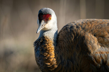 Sandhill Crane in Alaska
