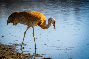 Sandhill Crane in alaska