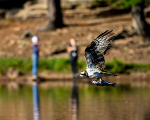 Photograph of an Osprey with a fish