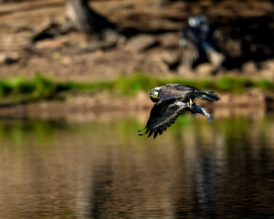 Photograph of an Osprey with a fish