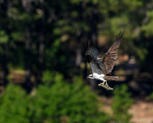 Photograph of an Osprey with a fish